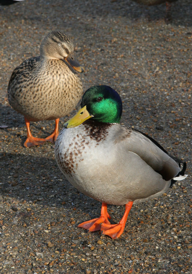Ducks