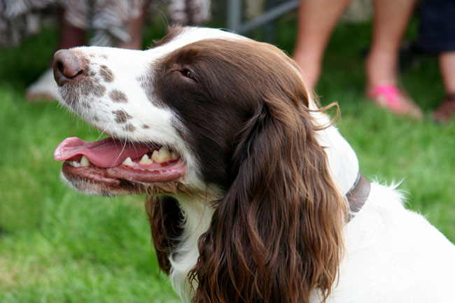 Springer Spaniel