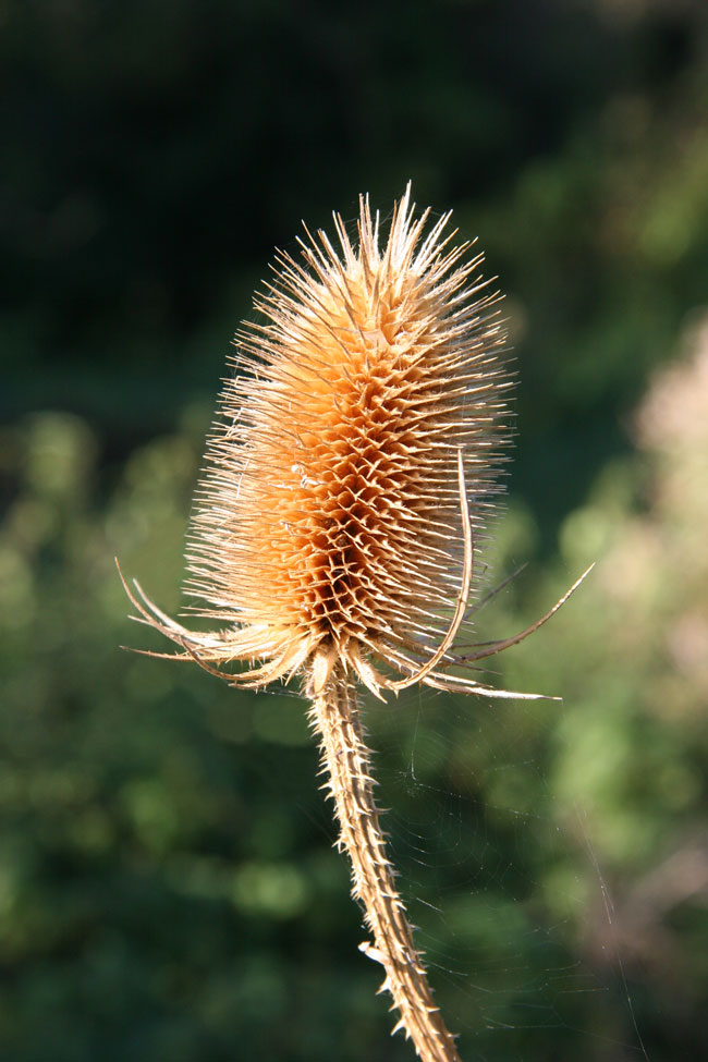 Teasel
