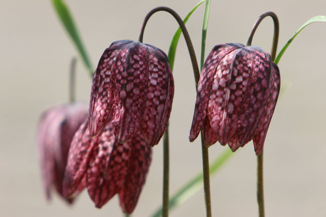 Fritillary