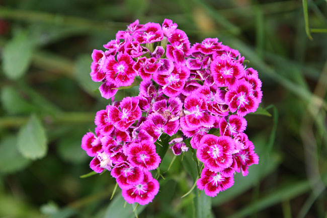 Sweet William