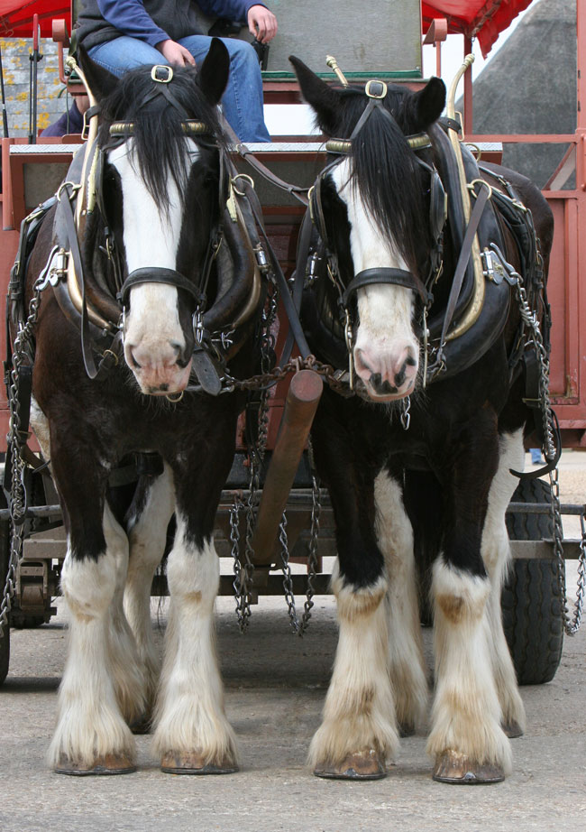 Shire Horses