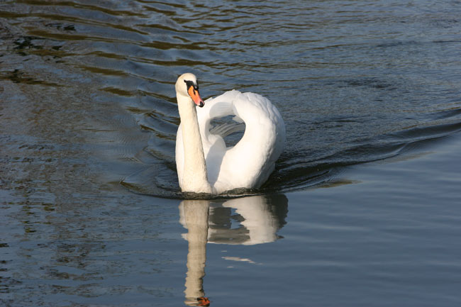 Swans