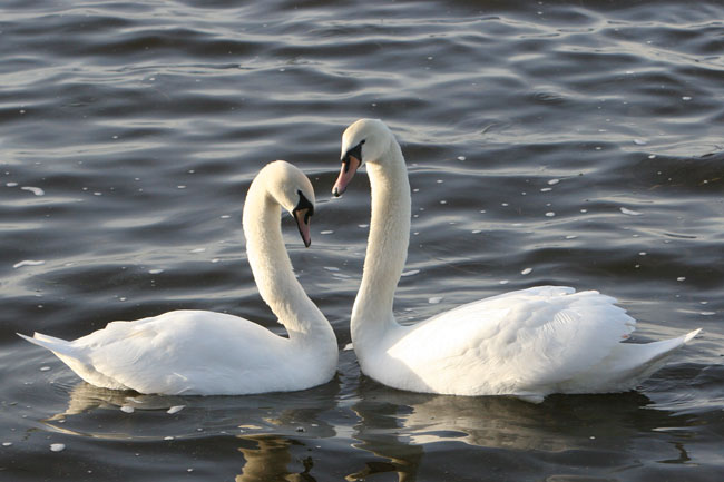 Swans