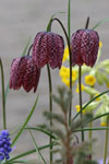 Fritillary