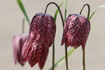 Fritillary