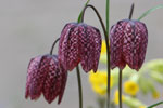 Fritillary