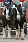 Shire Horses