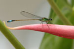 Damselfly