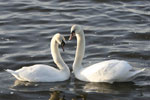 Swans